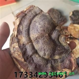 无柄赤灵芝  无柄赤芝 云南 云南 赤灵芝统个图4