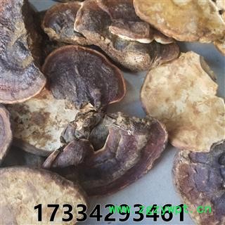 无柄赤灵芝  无柄赤芝 云南 云南 赤灵芝统个图2