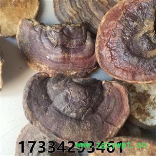 无柄赤灵芝  无柄赤芝 云南 云南 赤灵芝统个图3