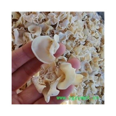 瑞森药材行木耳白木耳 玉木耳 白玉木耳非银耳