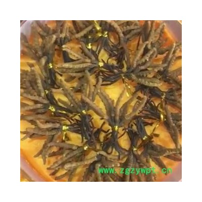 诺源药材行中药材西藏那曲冬虫夏草