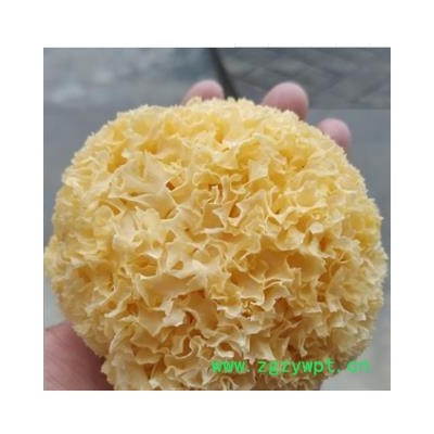 诺源药材行优质中药材银耳 统 福建另有丑耳