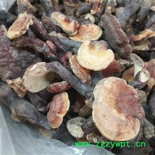 诺源药材行河南野生灵芝 伏牛山灵芝图2