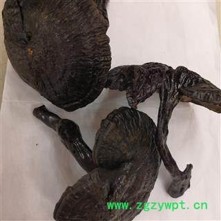 安祁名药灵芝 紫芝 长腿紫芝  黒芝图3