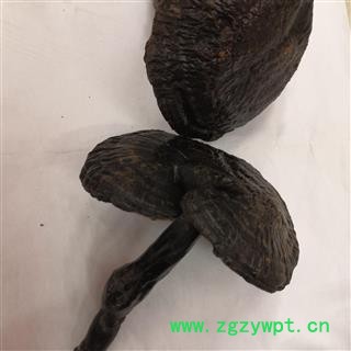 安祁名药灵芝 紫芝 长腿紫芝  黒芝图2