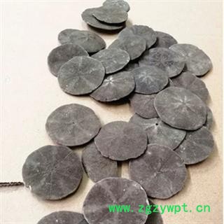 安祁名药优质海金沙图2