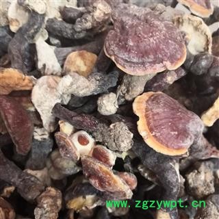 安祁名药湖北野生灵芝  神农架灵芝图2