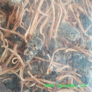 安祁名药正品金虫草  精选蛹草孢子头图2