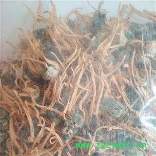 安祁名药正品金虫草  精选蛹草孢子头图3