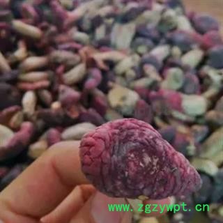 安祁名药食用菌蘑菇图2