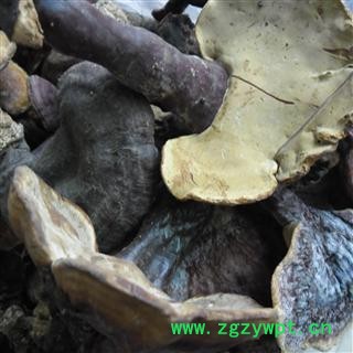 野生灵芝 精品货 产地 四川省成都市双流县图4