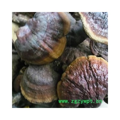 野生灵芝 精品货 产地 四川省成都市双流县