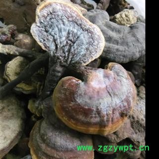 野生灵芝 精品货 产地 四川省成都市双流县图2