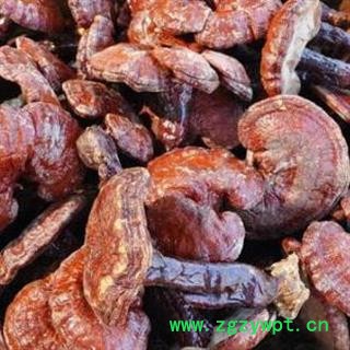秦岭灵芝 紫灵芝赤灵芝树舌日晒无硫500g图3