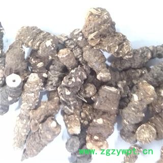 重楼 统 产地 海外图2