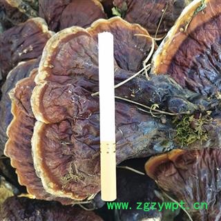 灵芝 长白山纯正野生灵芝 产地 吉林省白山市抚松县图3