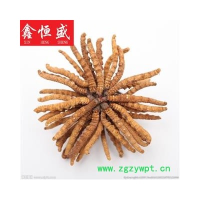 冬虫夏草 5000条 西藏那曲 色泽饱满度俱佳 无竹签无杂质 掌柜意见：食用或销售之佳选