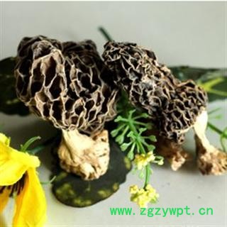 羊肚菌 统 产地 安徽省亳州市谯城区图3