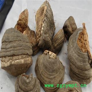 野生灵芝 木蹄层孔菌 木蹄层孔菌 瑞芝堂产地直销1000克图3