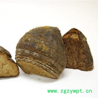 野生灵芝 木蹄层孔菌 木蹄层孔菌 瑞芝堂产地直销1000克图4