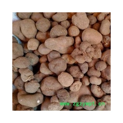 雷丸 雷丸统个 产地 云南省