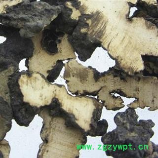 猪苓 猪苓选片 产地 河南省图2