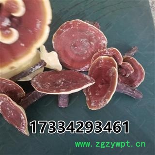 灵芝 金边灵芝 金边赤芝 红灵芝图3