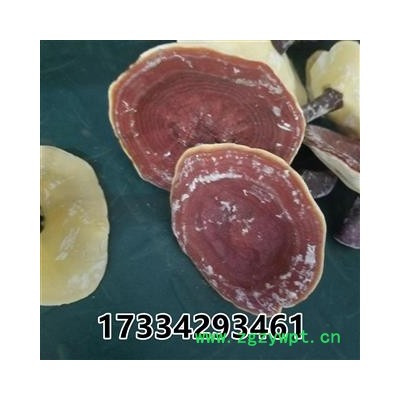 灵芝 金边灵芝 金边赤芝 红灵芝