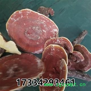 灵芝 金边灵芝 金边赤芝 红灵芝图2