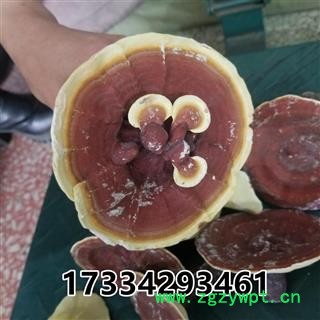 灵芝 金边灵芝 金边赤芝 红灵芝图4