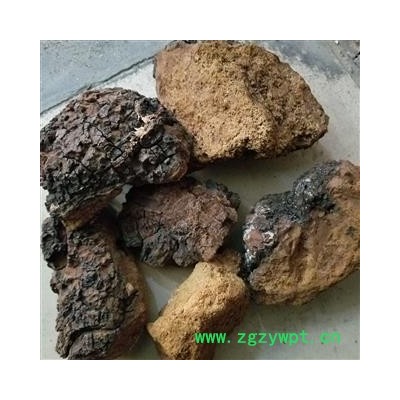 白桦茸  桦树茸 白桦泪 桦树泪 桦树黄 桦树菇 桦褐孔菌