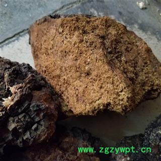 白桦茸  桦树茸 白桦泪 桦树泪 桦树黄 桦树菇 桦褐孔菌图2