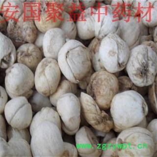 伊贝母 伊贝母中粒货 产地 新疆维吾尔自治区图2