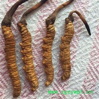 诺源药材行中药材精选冬虫夏草 2800条 西藏那曲图2