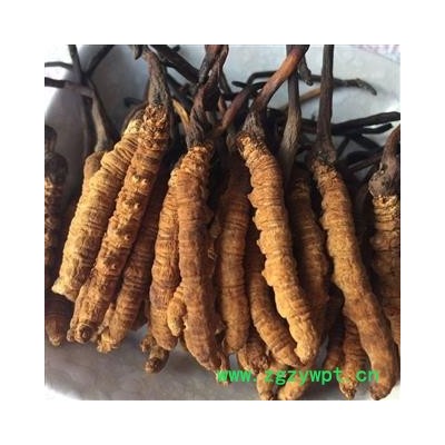 诺源药材行中药材精选冬虫夏草 2800条 西藏那曲