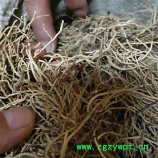 中药材徐长卿水洗统根 产地山东 安国中药材市场批发零售大全图2