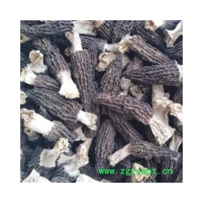 安祁名药羊肚菌