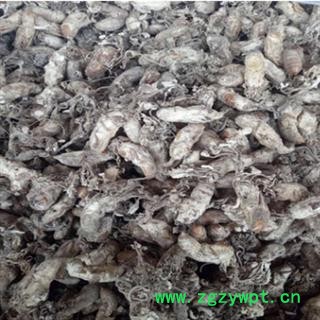 安祁名药正品金蝉花 蝉花 金蝉草图2