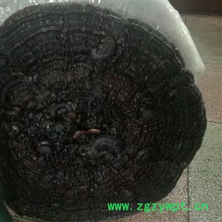 安祁名药灵芝 云南大黑花灵芝图2