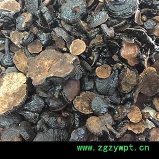 云南野生反柄紫芝 马蹄灵芝 紫灵芝品质保证七天无条件退换图4