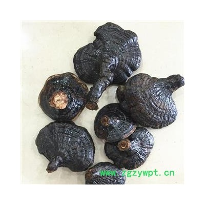 云南野生反柄紫芝 马蹄灵芝 紫灵芝品质保证七天无条件退换