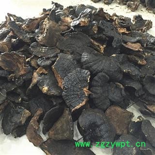 野生薄树芝 中大黑块灵芝 产地直销图3