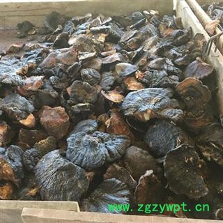 野生薄树芝 中大黑块灵芝 产地直销图4