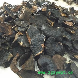野生薄树芝 中大黑块灵芝 产地直销图2