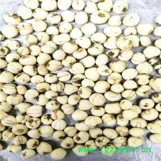 川贝母 松贝野生统 产地 四川省安国市场批发零售大全图2