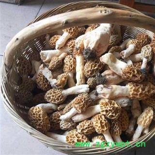 羊肚菌 秦岭优质羊肚菌 羊肚蘑 手工采摘 日晒干燥50g图3