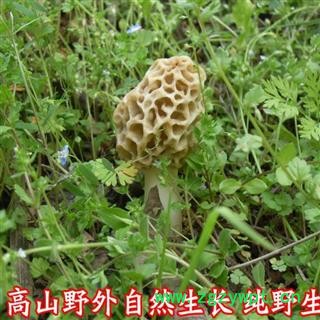 羊肚菌 秦岭优质羊肚菌 羊肚蘑 手工采摘 日晒干燥50g图4