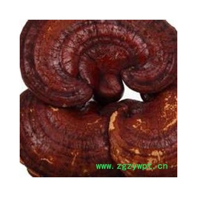 灵芝 选个 赤灵芝 木灵芝 无硫 颜色新鲜鲜艳 绝对新货 产地 贵州省