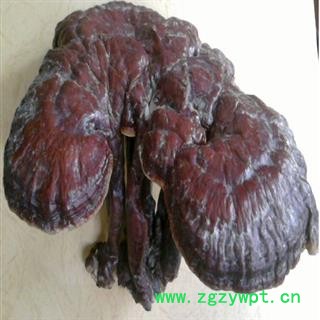 灵芝 精选 红灵芝  产地 吉林省白山市长白朝鲜族自治县图2