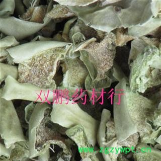 仙人掌 统 产地 安徽省亳州市谯城区图2